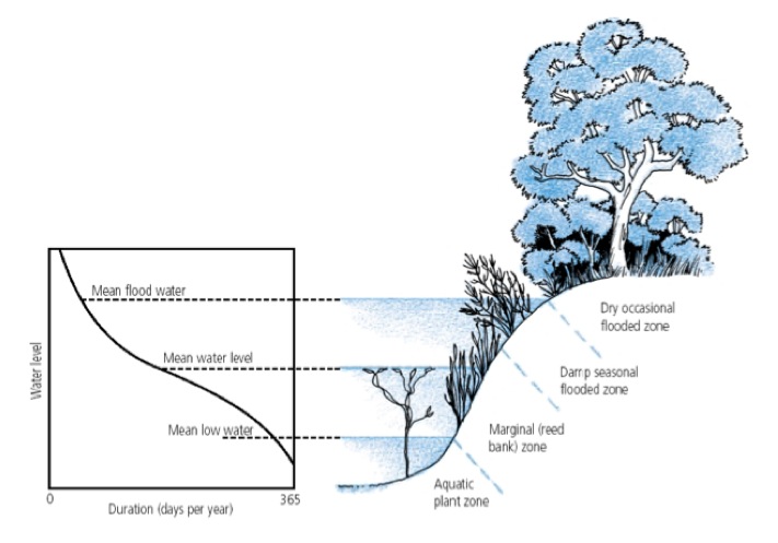 riparian diagram